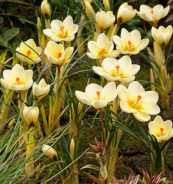 Crocus chrysanthus CREAM BEAUTY