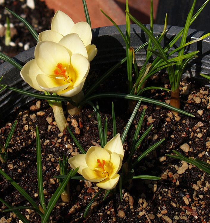 Crocus chrysanthus CREAM BEAUTY