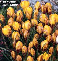 Crocus chrysanthus FUSCO TINCTUS