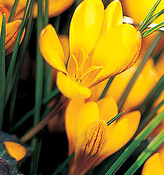 Crocus chrysanthus FUSCO TINCTUS