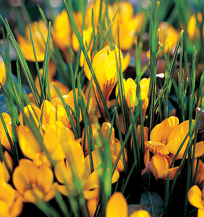 Crocus chrysanthus FUSCO TINCTUS
