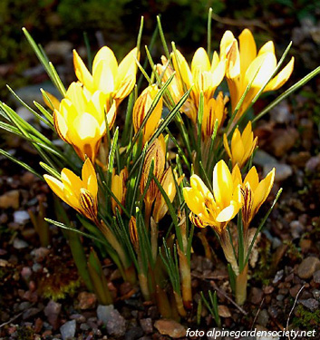 Crocus chrysanthus GIPSY GIRL