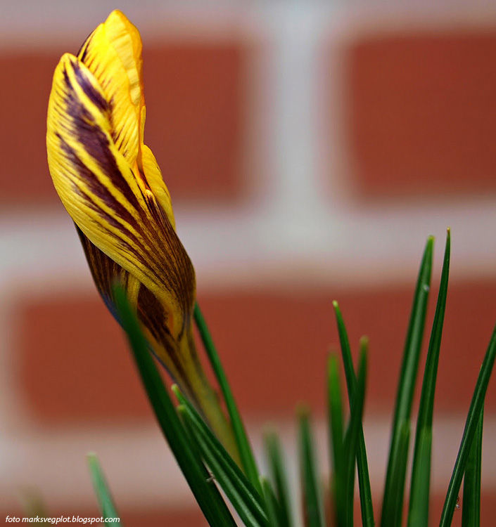 Crocus chrysanthus GIPSY GIRL