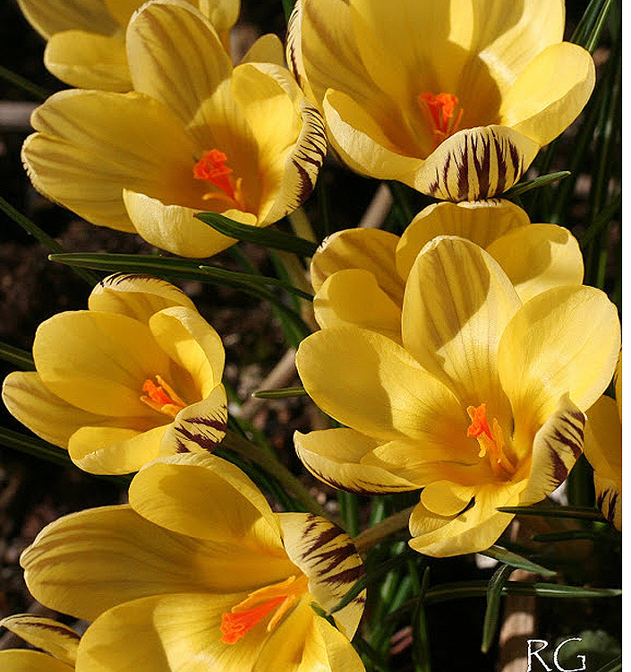 Crocus chrysanthus GIPSY GIRL