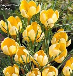 Crocus chrysanthus ROMANCE