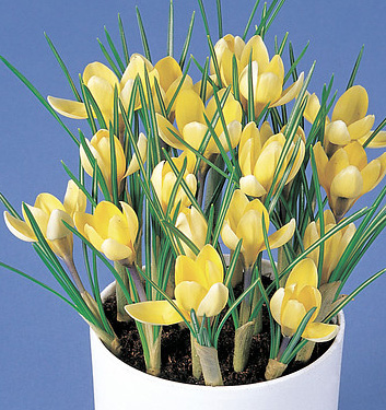 Crocus chrysanthus ROMANCE