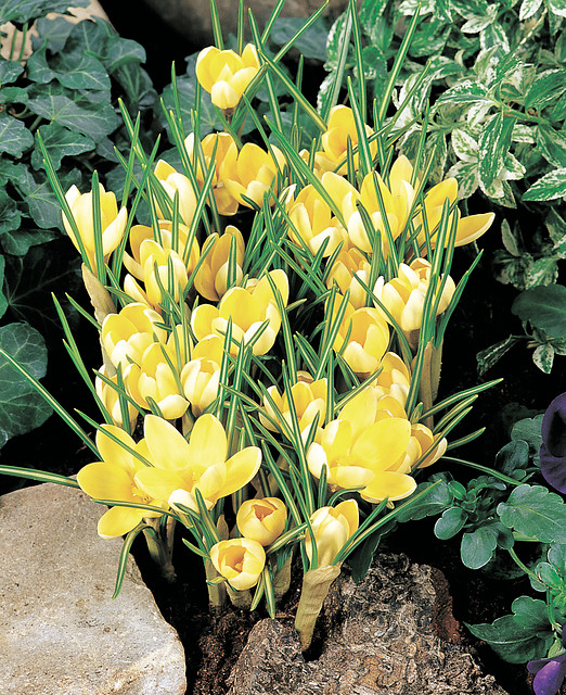 Crocus chrysanthus ROMANCE