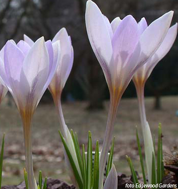 Crocus etruscus ROSALIND