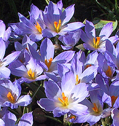 Crocus etruscus ZWANENBURG