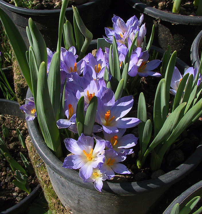 Crocus etruscus ZWANENBURG
