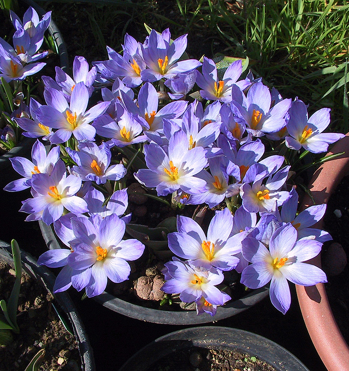 Crocus etruscus ZWANENBURG