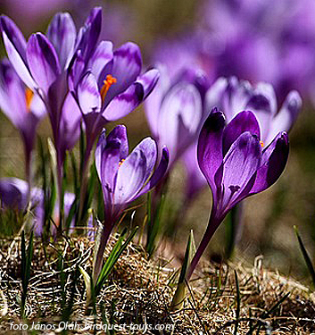 Crocus heuffelianus