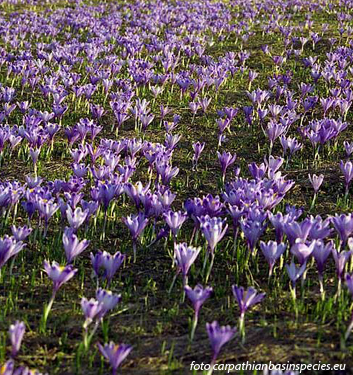 Crocus heuffelianus