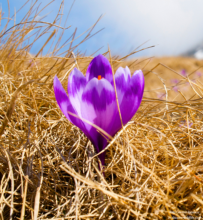 Crocus heuffelianus
