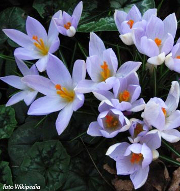 Crocus imperati DE JAGER