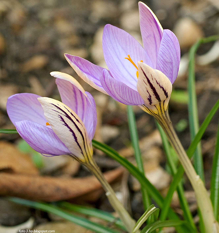Crocus imperati DE JAGER