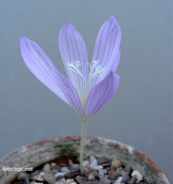 Crocus karduchorum