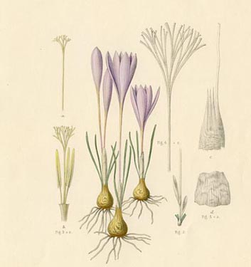Crocus karduchorum