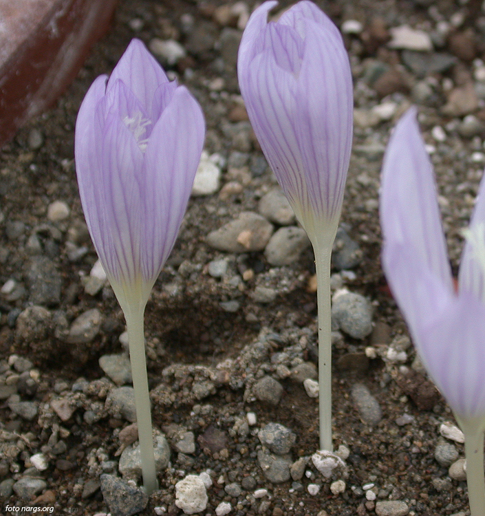 Crocus karduchorum