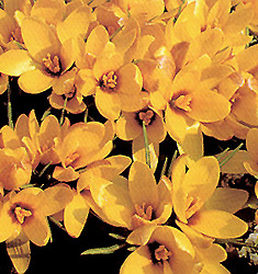 Crocus korolkowii