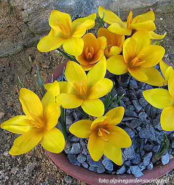 Crocus korolkowii