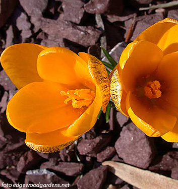 Crocus korolkowii