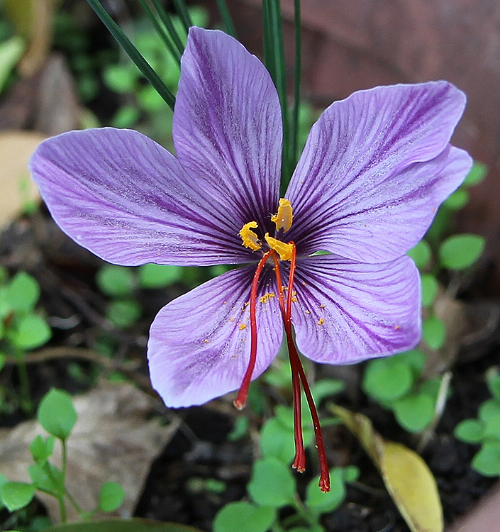 Crocus sativus