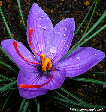 Crocus sativus