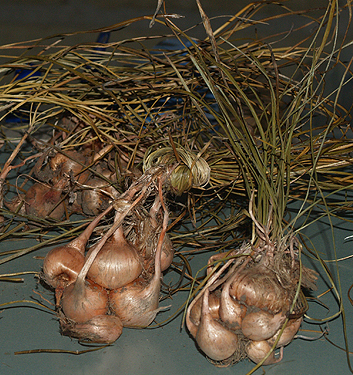 Crocus sativus
