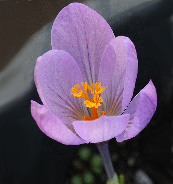 Crocus serotinus salzmannii
