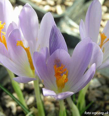Crocus serotinus salzmannii