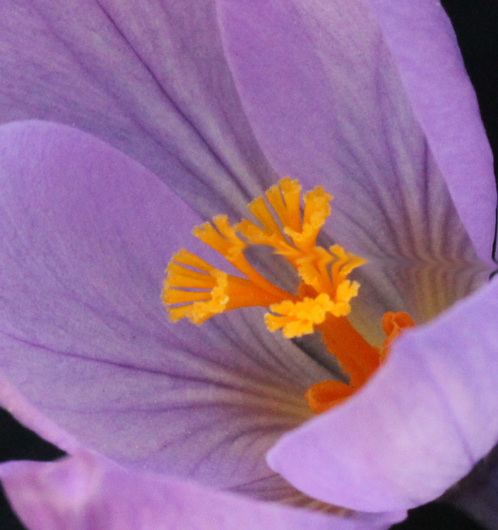 Crocus serotinus salzmannii