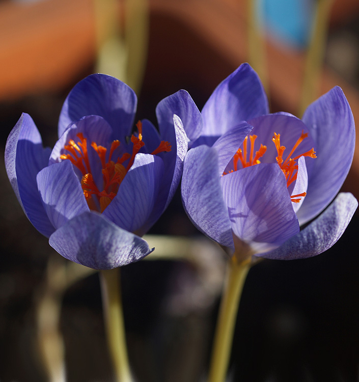 Crocus speciosus OXONIAN