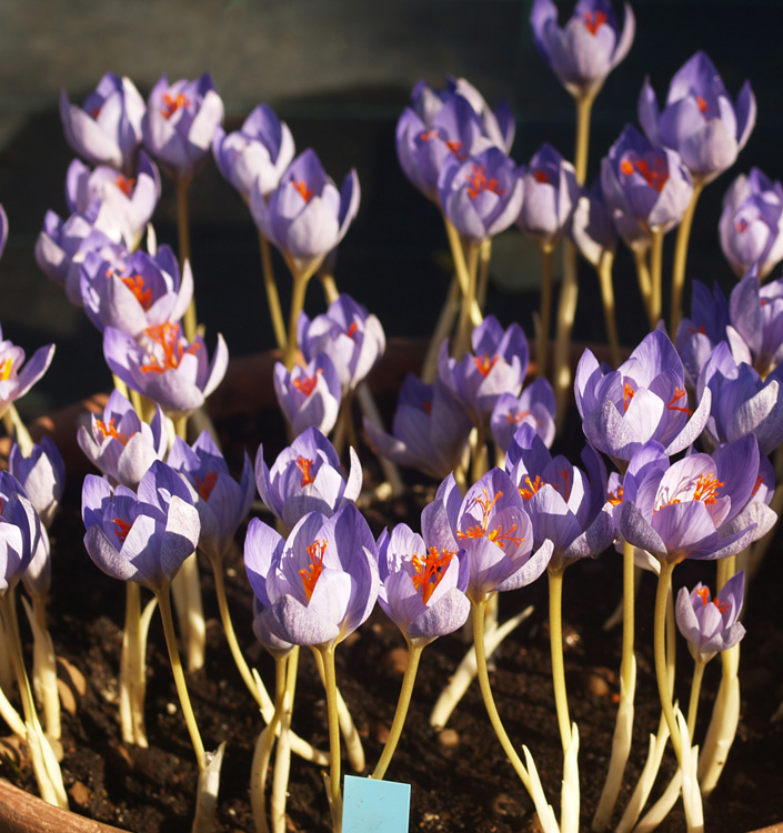 Crocus speciosus OXONIAN
