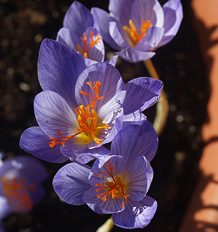 Crocus speciosus OXONIAN
