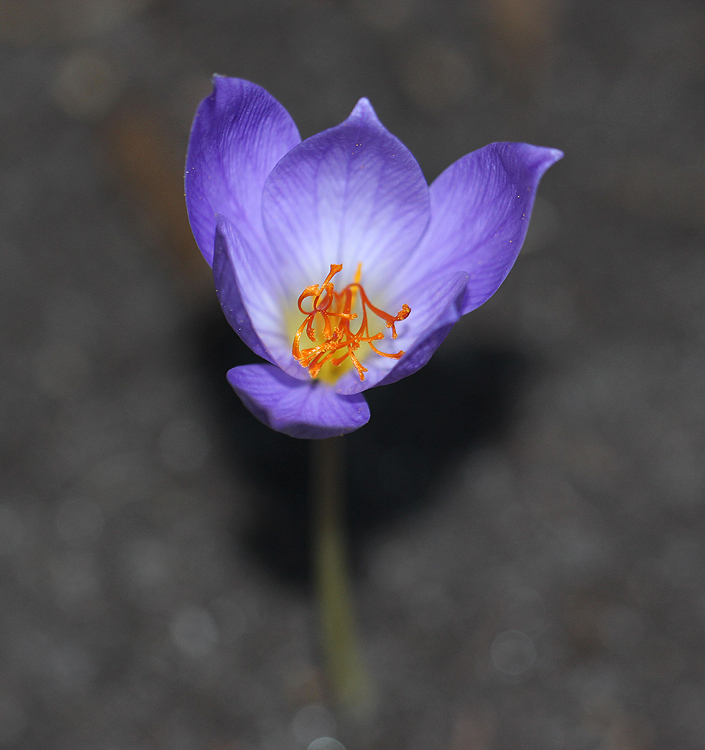 Crocus speciosus speciosus