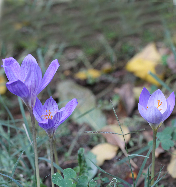 Crocus speciosus speciosus