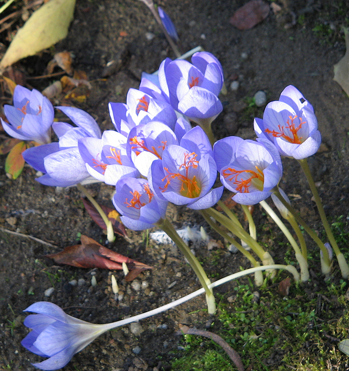 Crocus speciosus speciosus
