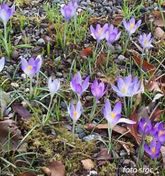 Crocus tommasinianus