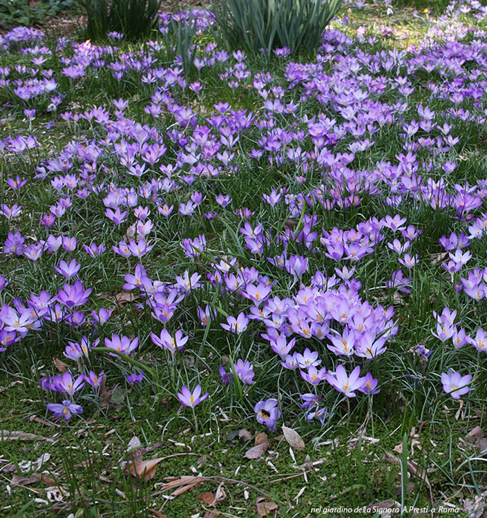 Crocus tommasinianus