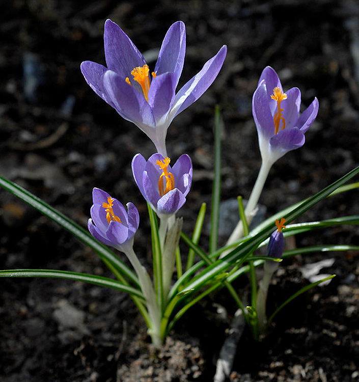 Crocus tommasinianus