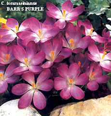 Crocus tommasinianus BARR'S PURPLE