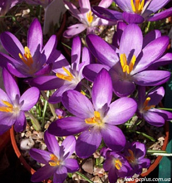 Crocus tommasinianus BARR'S PURPLE