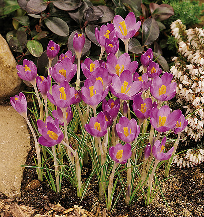 Crocus tommasinianus BARR'S PURPLE