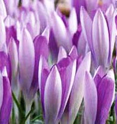 Crocus tommasinianus ROSEUS