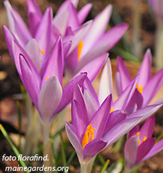 Crocus tommasinianus ROSEUS