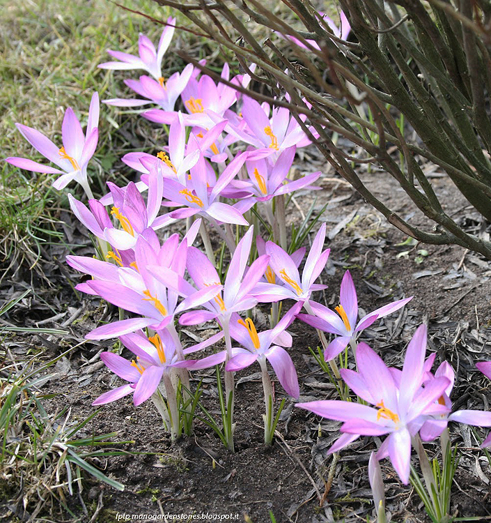 Crocus tommasinianus ROSEUS