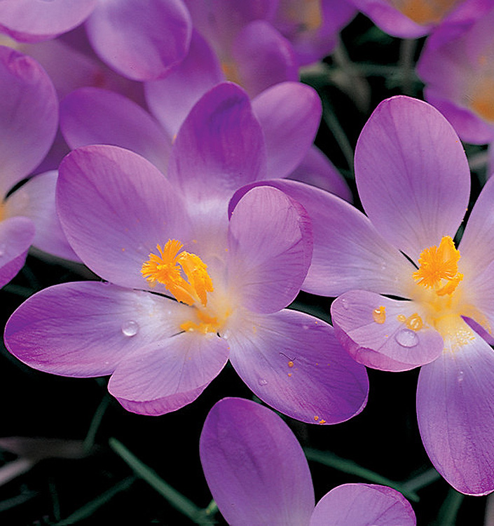 Crocus tommasinianus WHITEWELL PURPLE