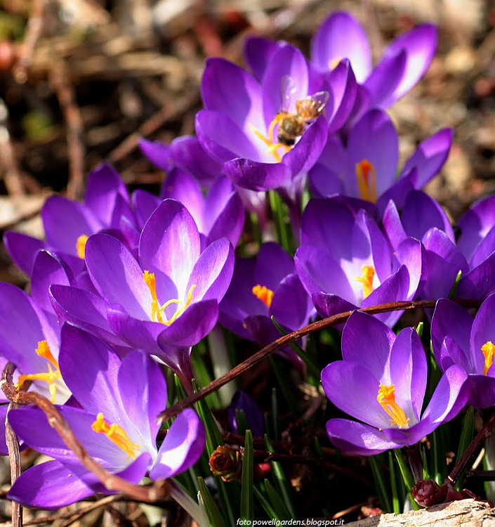 Crocus tommasinianus WHITEWELL PURPLE