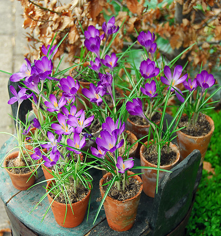 Crocus tommasinianus WHITEWELL PURPLE